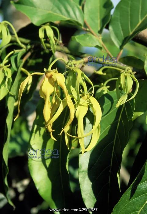 : Ylang Ylang : Ylang Ylang