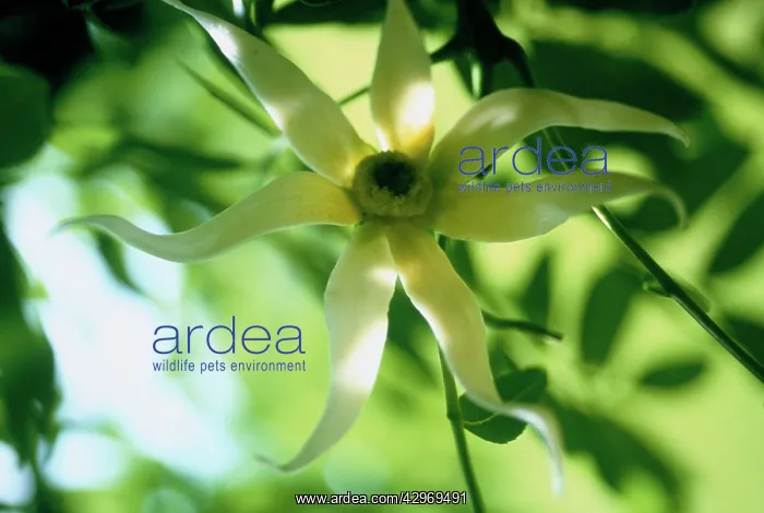 : Ylang Ylang : Ylang Ylang
