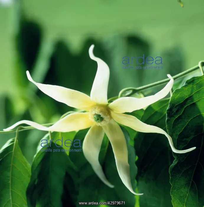 : Ylang Ylang : Ylang Ylang