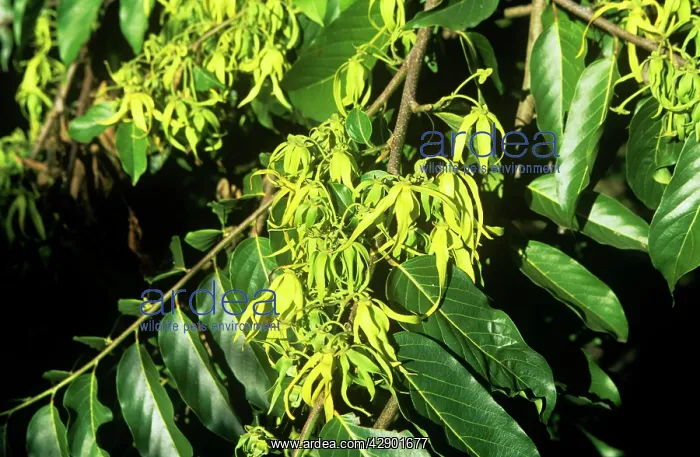 : Ylang Ylang flowers : Ylang Ylang flowers