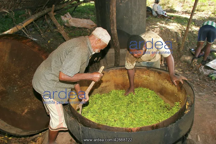 : Ylang Ylang Tree - distillation : Ylang Ylang Tree - distillation