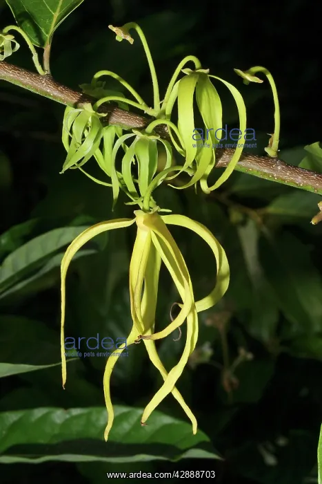 : Ylang Ylang Tree - flower : Ylang Ylang Tree - flower