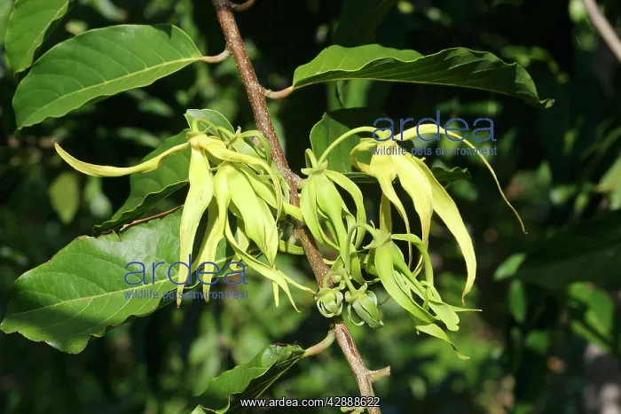 : Ylang Ylang Tree - flowers : Ylang Ylang Tree - flowers