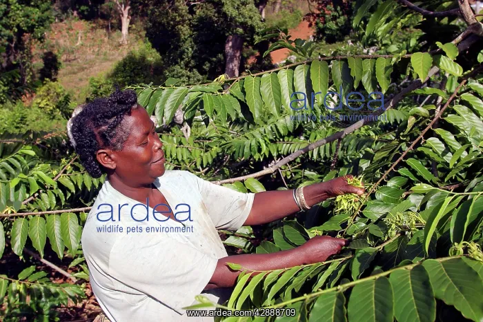  : Ylang Ylang Tree - harvesting