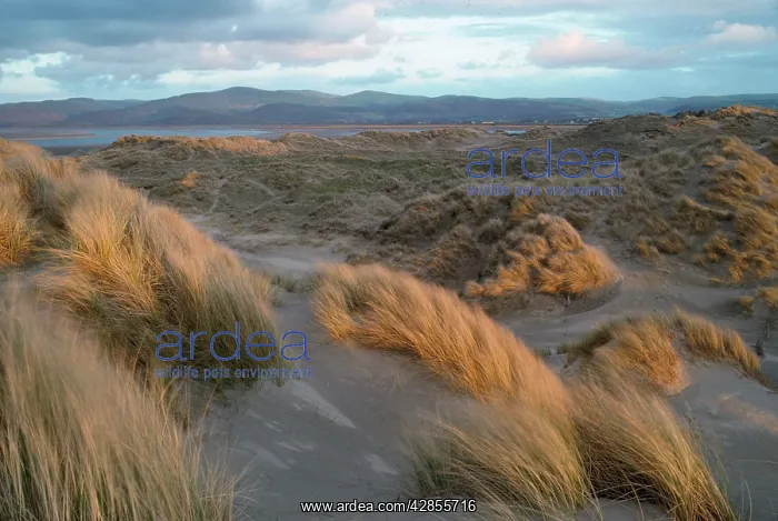 : Ynyslas sand dunes - evening light : Ynyslas sand dunes - evening light