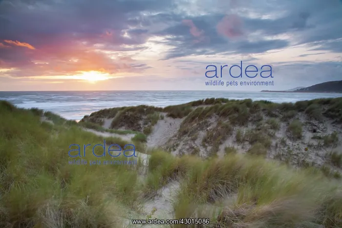 : Ynyslas Sand Dunes and sea at sunset Summer : Ynyslas Sand Dunes and sea at sunset Summer