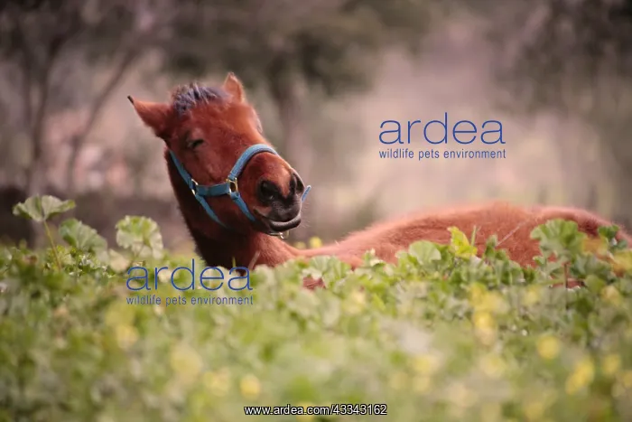 : Yong foal lying down outside : Yong foal lying down outside