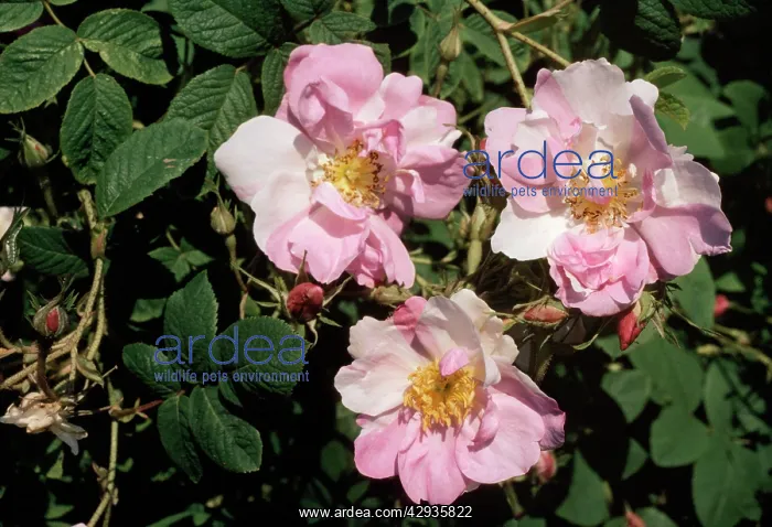  : York & Lancaster Rose