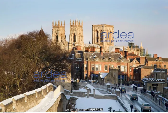 : York Minster from the City Walls in Winter York : York Minster from the City Walls in Winter York