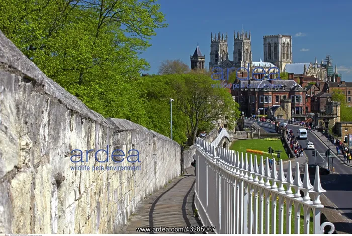 : York Minster seen from the City Walls, England : York Minster seen from the City Walls, England