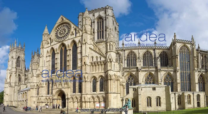 : York Minster south face, York, Yorkshire, England : York Minster south face, York, Yorkshire, England