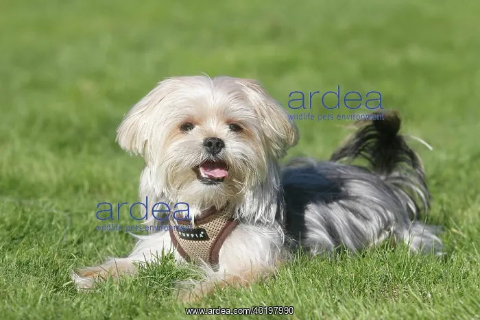 : Yorkie Shih Tzu Mongrel, male, 1 year, lies on the : Yorkie Shih Tzu Mongrel, male, 1 year, lies on the