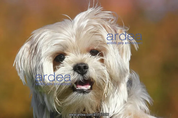 : Yorkie Shih Tzu Mongrel, male, 1 year, portrait : Yorkie Shih Tzu Mongrel, male, 1 year, portrait