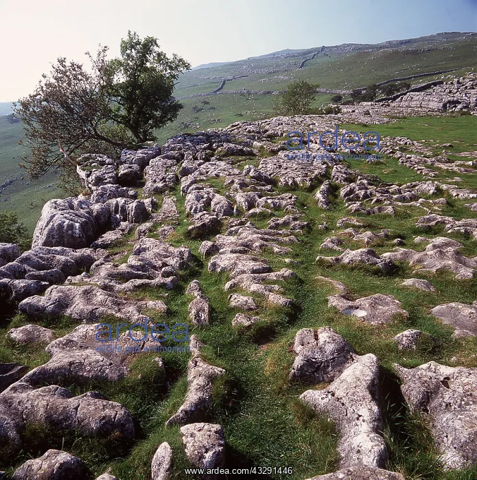 : YORKSHIRE DALES - Limestone Pavement - Malham Cove : YORKSHIRE DALES - Limestone Pavement - Malham Cove