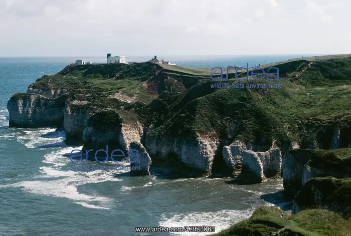  : YORKSHIRE - Flamborough Head