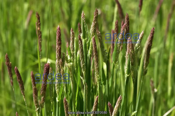 : Yorkshire-Fog (Holcus lanatus). Ravnsholte skov : Yorkshire-Fog (Holcus lanatus). Ravnsholte skov