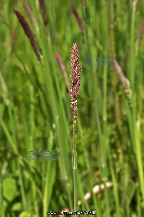 : Yorkshire-Fog (Holcus lanatus). Ravnsholte skov : Yorkshire-Fog (Holcus lanatus). Ravnsholte skov