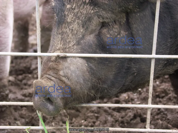 : Yorkshire Pig : Yorkshire Pig