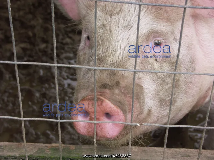 : Yorkshire Pig : Yorkshire Pig