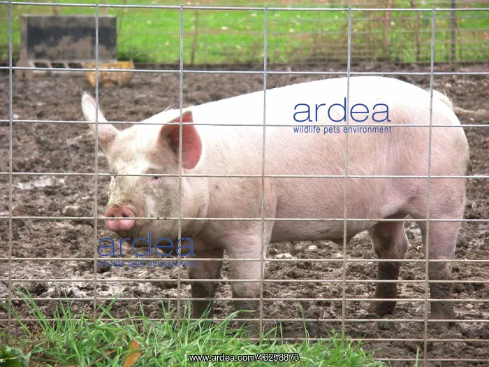: Yorkshire Pig : Yorkshire Pig