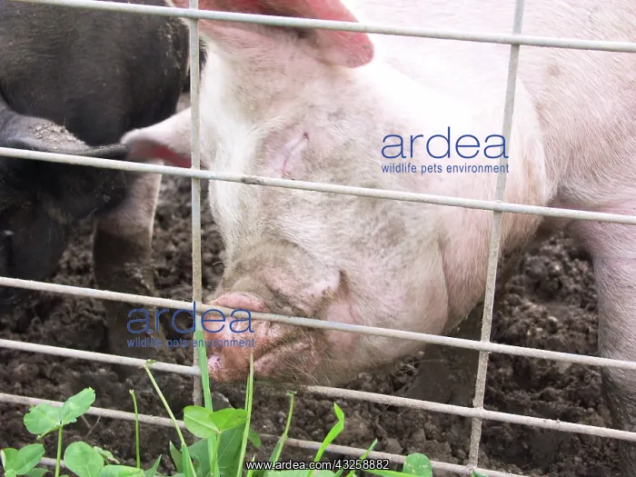 : Yorkshire Pig : Yorkshire Pig