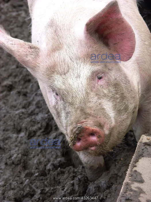 : Yorkshire Pig : Yorkshire Pig