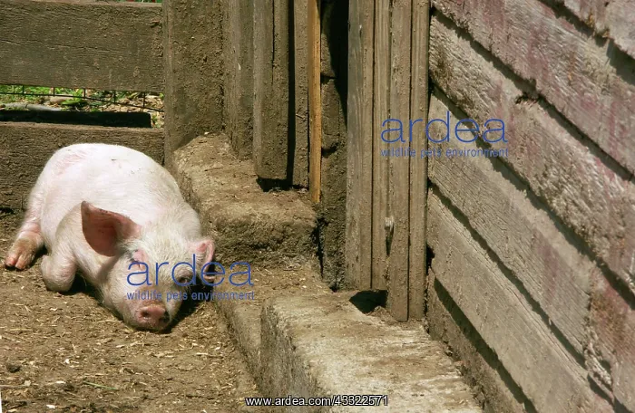 : Yorkshire Pig : Yorkshire Pig