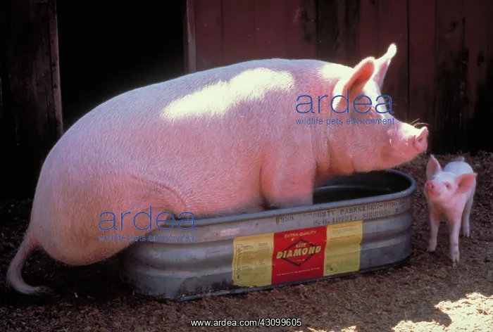  : Yorkshire pigs