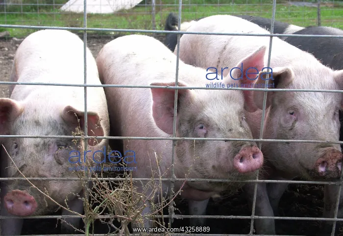  : Yorkshire Pigs