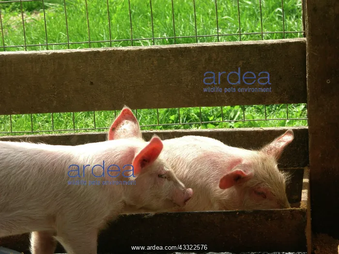 : Yorkshire Pigs : Yorkshire Pigs