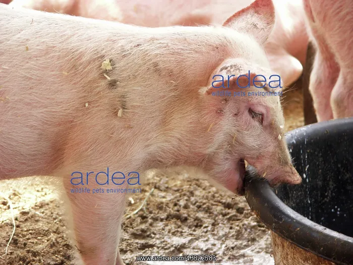 : Yorkshire Pigs : Yorkshire Pigs