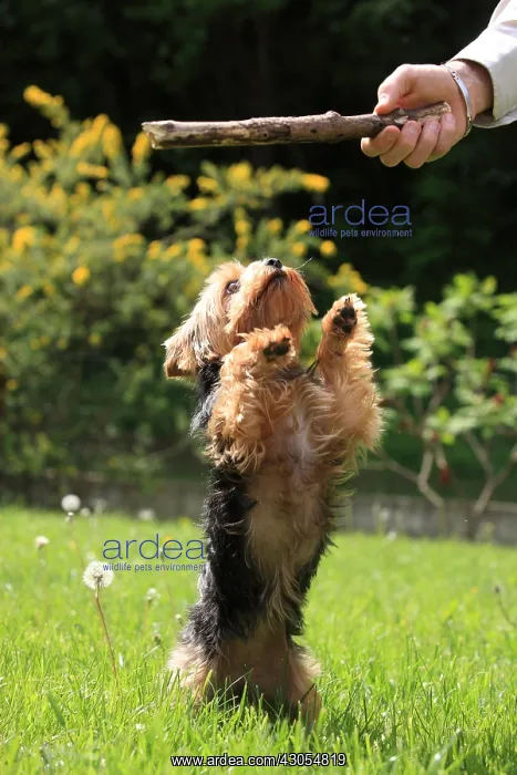 : Yorkshire playing with his mistress France : Yorkshire playing with his mistress France