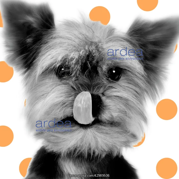 : Yorkshire Terrier - : Yorkshire Terrier -