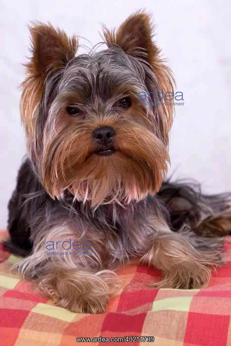 : Yorkshire Terrier : Yorkshire Terrier