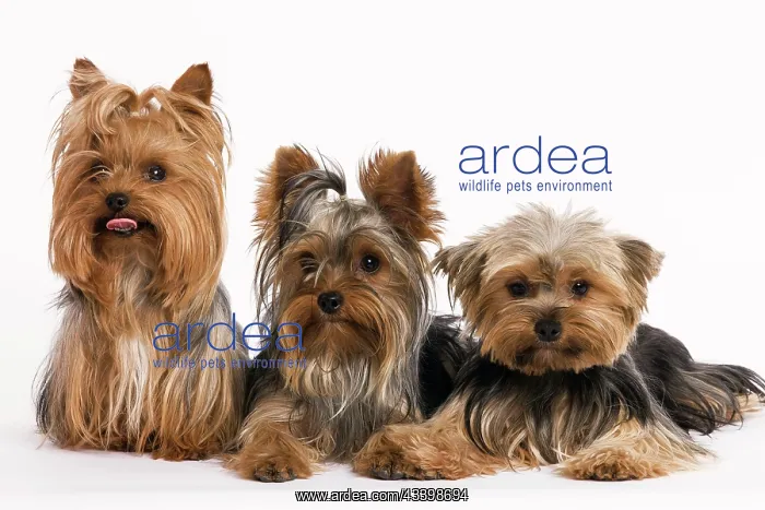  : Yorkshire Terrier