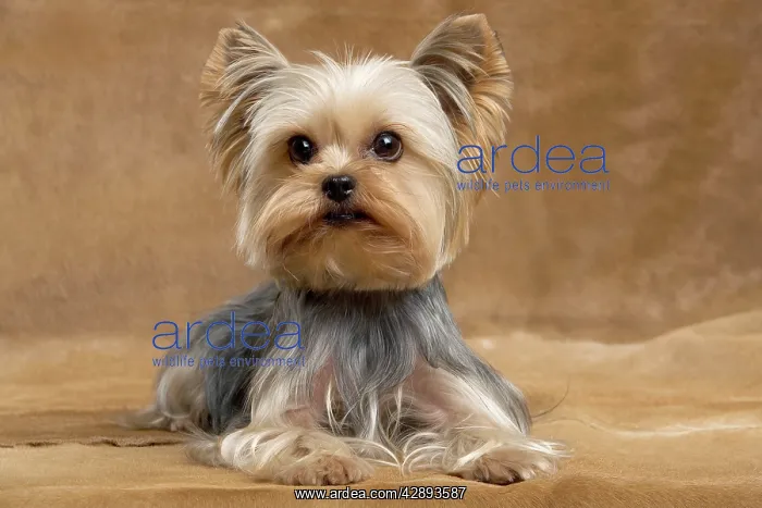  : Yorkshire Terrier Dog