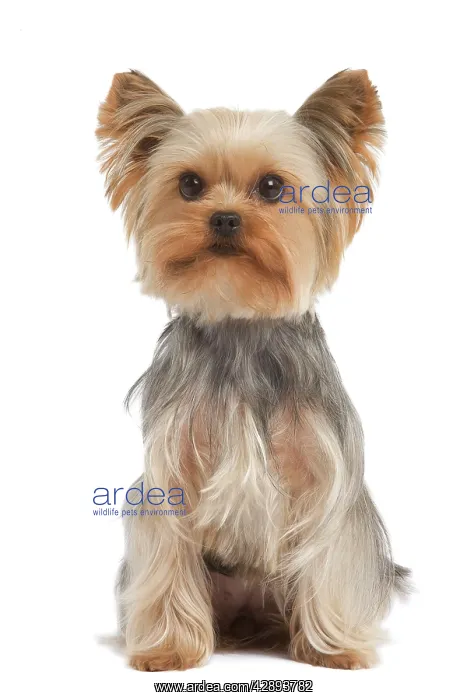  : Yorkshire Terrier Dog