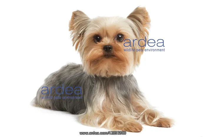  : Yorkshire Terrier Dog