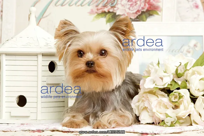  : Yorkshire Terrier Dog