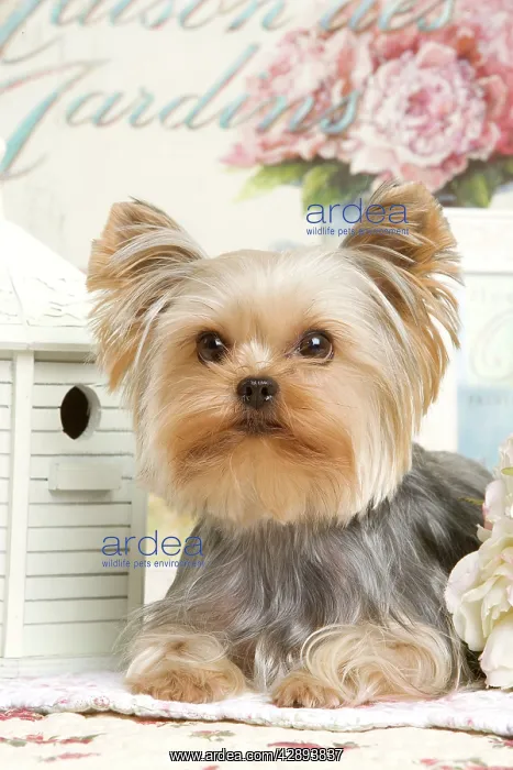  : Yorkshire Terrier Dog