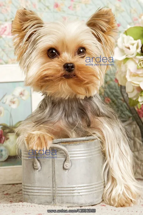  : Yorkshire Terrier Dog