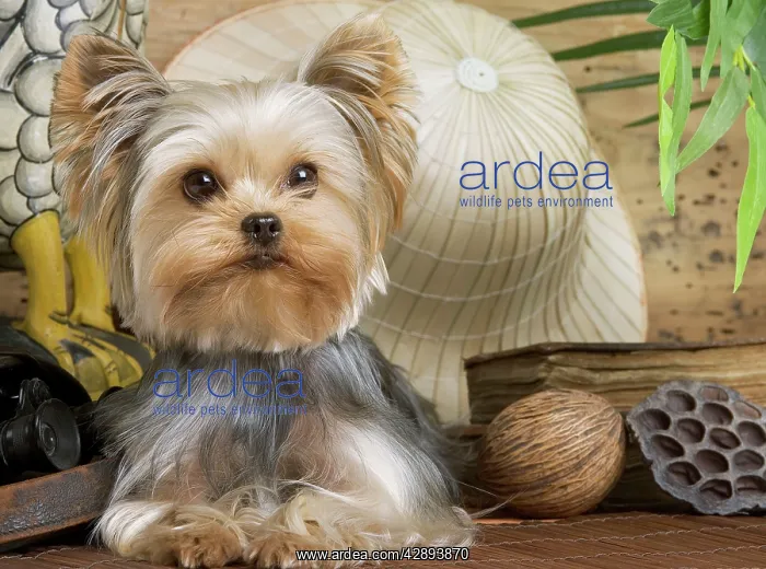  : Yorkshire Terrier Dog