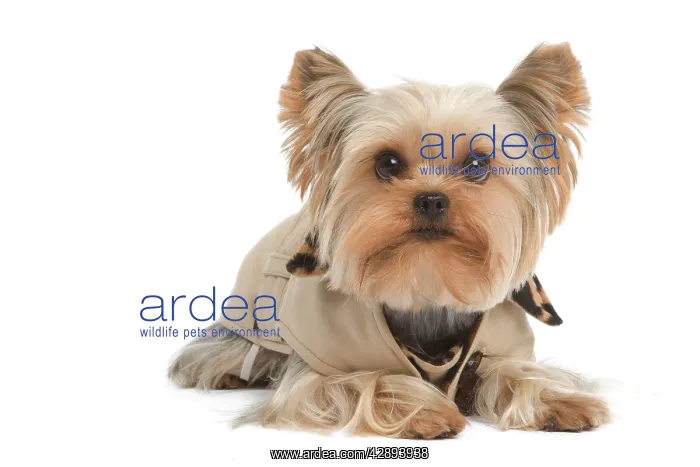 : Yorkshire Terrier Dog