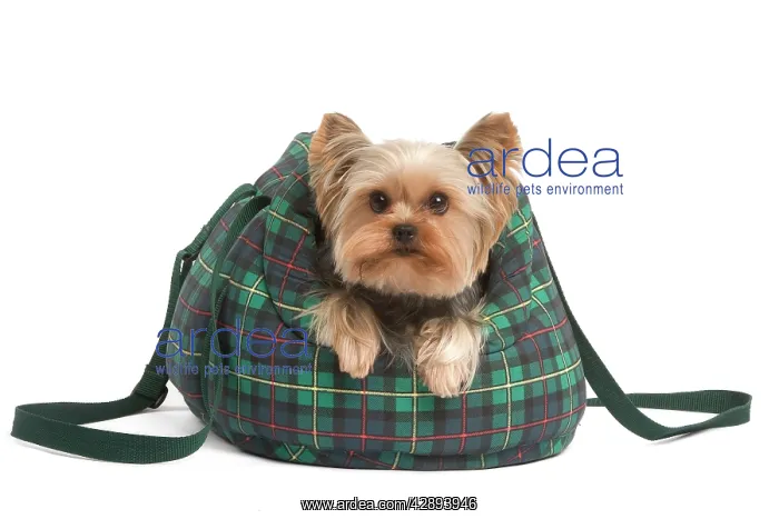  : Yorkshire Terrier Dog