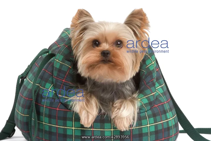  : Yorkshire Terrier Dog