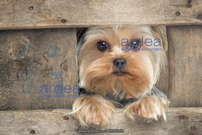  : Yorkshire Terrier Dog
