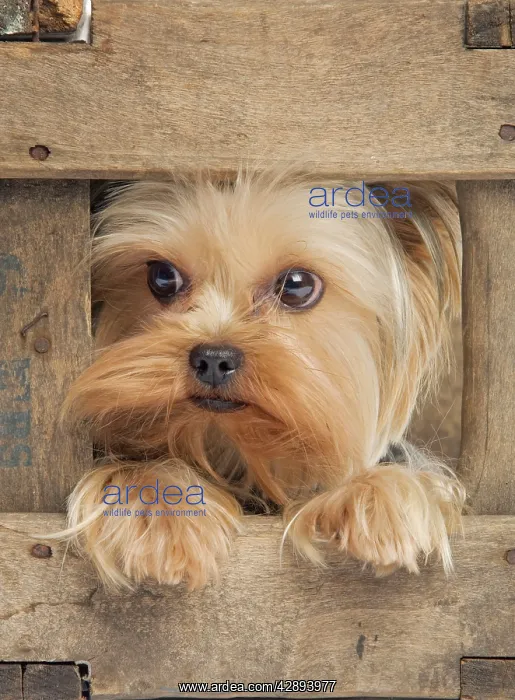  : Yorkshire Terrier Dog