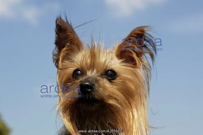  : Yorkshire Terrier Dog