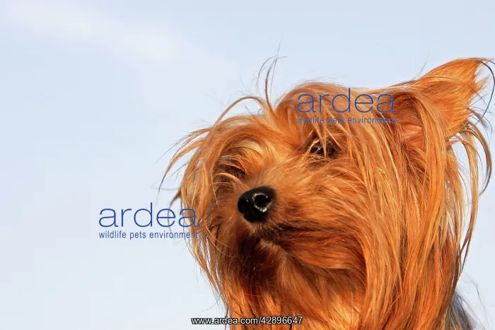 : Yorkshire Terrier Dog : Yorkshire Terrier Dog