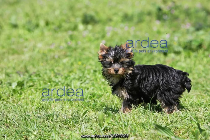 : Yorkshire Terrier Dog : Yorkshire Terrier Dog